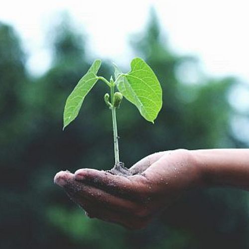 pexels-akilmazumder-1072824